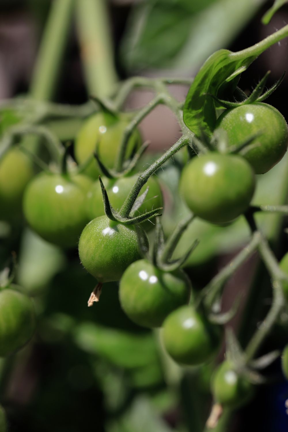 Tomates fraîches sur la branche